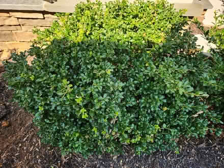Photo of free 2 boxwood plants (Urbana, MD) #2