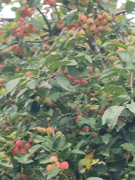 Photo of free Crab Apples (Bovingdon HP3) #2