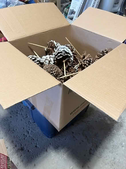Photo of free Large pine cones for christmas (Kanata Lakes/Beaverbrook) #1