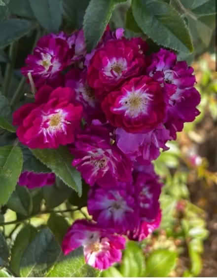 Photo of free POTENTIAL Rambling Rose Cuttings #2 (Normandy nr Guildford GU3) #2