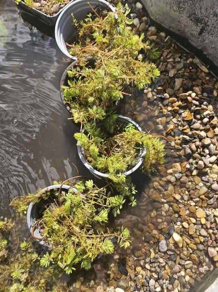 Photo of free Red stemmed parrots feather (Orpington, BR5) #1