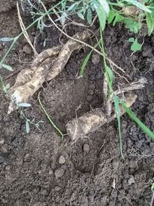 Photo of free Horseradish (City Centre NR1) #1