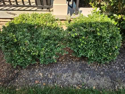 Photo of free 2 boxwood plants (Urbana, MD) #1