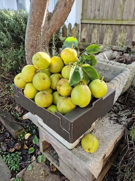 Photo of free A Veg Box Of Asian Pears (CT12) #1