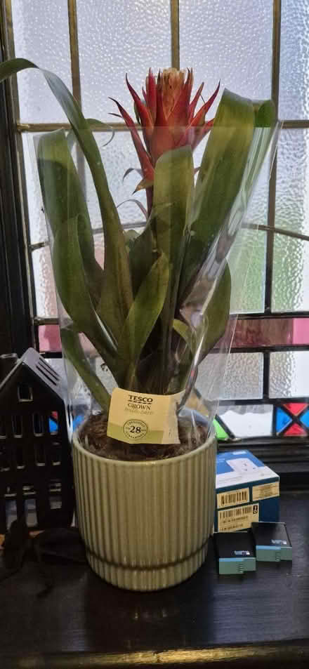 Photo of free Plant (Heath, CF14) #1