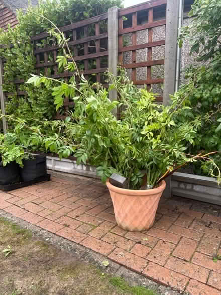 Photo of free POTENTIAL Rambling Rose Cuttings #2 (Normandy nr Guildford GU3) #4