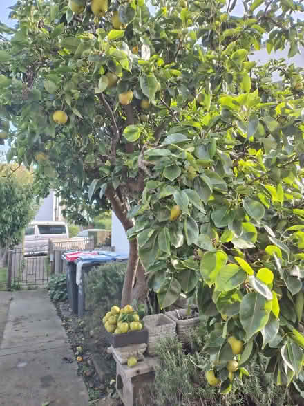 Photo of free A Veg Box Of Asian Pears (CT12) #2