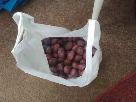 Photo of free Freshly picked Damsons (Harrogate. HG1.) #3