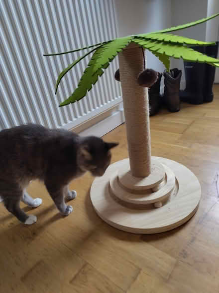 Photo of free Cat scratch post (Pendeen TR19) #2