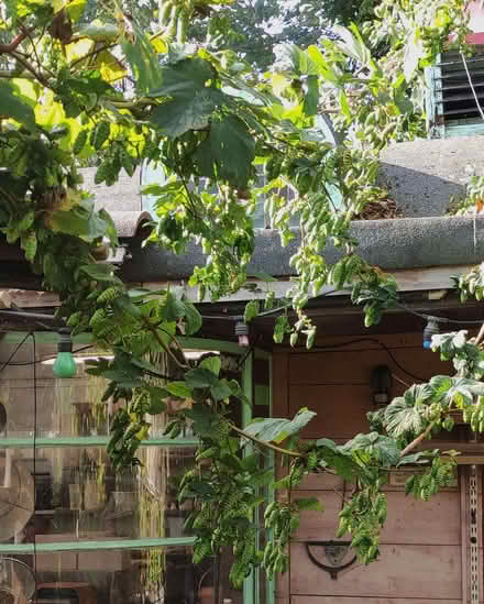 Photo of free hops (Hangleton BN3) #1