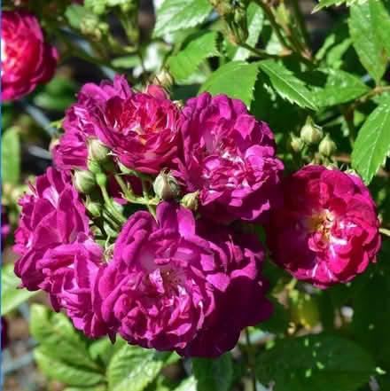 Photo of free POTENTIAL Rambling Rose Cuttings #2 (Normandy nr Guildford GU3) #1