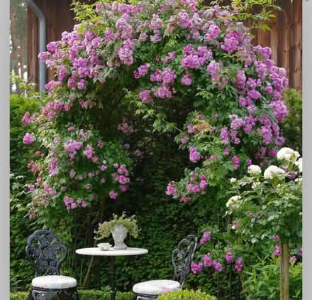 Photo of free POTENTIAL Rambling Rose Cuttings #2 (Normandy nr Guildford GU3) #3