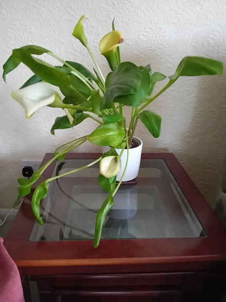 Photo of free Calla Lily? (Hitchin SG4) #1
