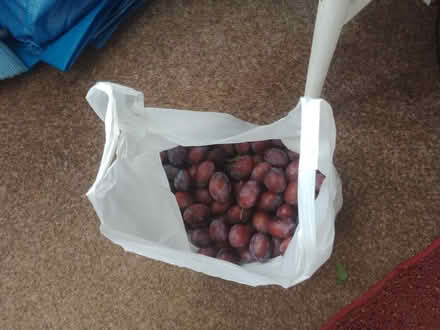 Photo of free Freshly picked Damsons (Harrogate. HG1.) #1