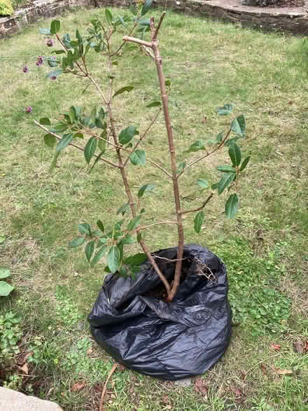 Photo of free Plant viburnum tinus (Wallands Park BN7) #1