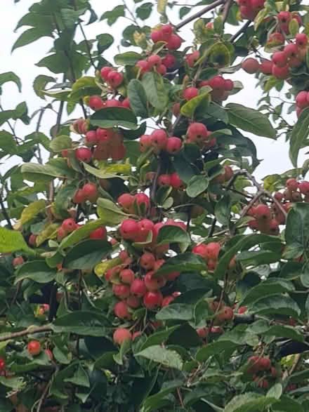 Photo of free Crab Apples (Bovingdon HP3) #1