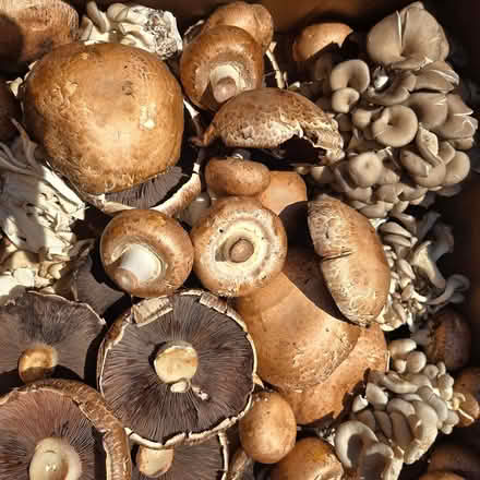 Photo of free Mushrooms (Chiquita Av MtnVw) #2