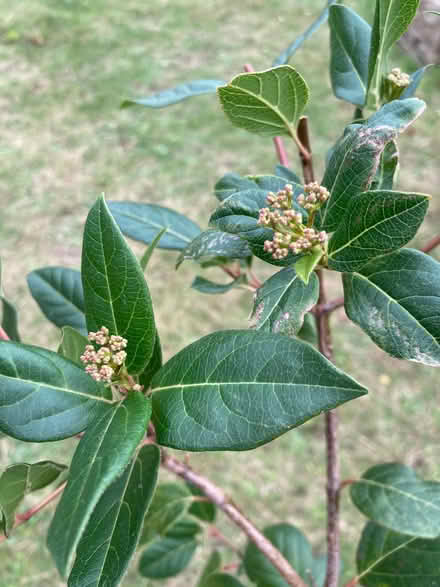Photo of free Plant viburnum tinus (Wallands Park BN7) #2