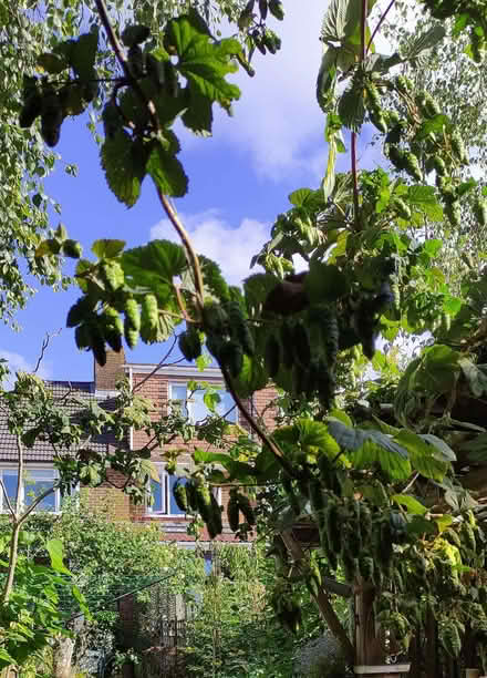 Photo of free hops (Hangleton BN3) #2