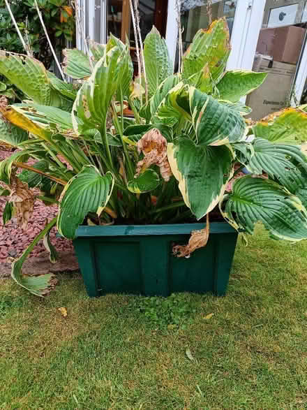 Photo of free Tub of hosta plants (Eastwood G46) #1