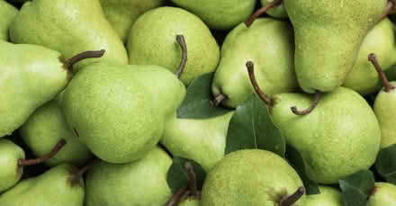 Photo of free pears - unsprayed, small, v fresh (Cookham SL6) #1