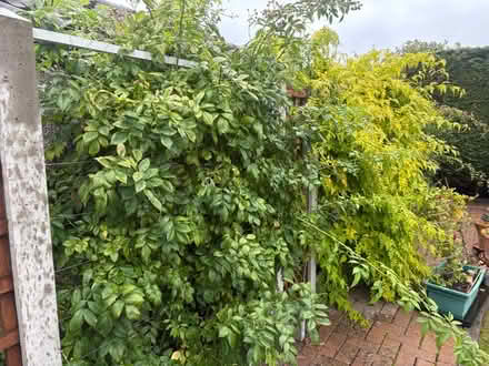 Photo of free POSSIBLE Rambling Rose Cuttings #2 (Normandy nr Guildford GU3) #4