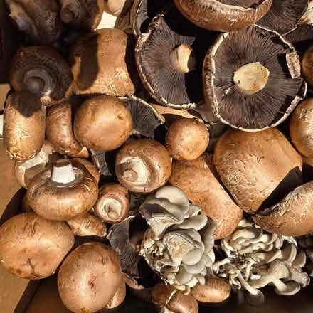 Photo of free Mushrooms (Chiquita Av MtnVw) #3