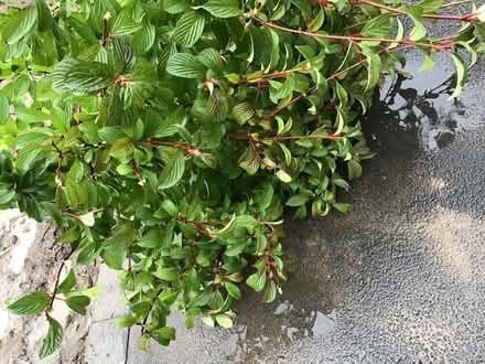 Photo of free Large Bush (Penwortham PR1) #1