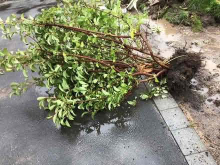 Photo of free Large Bush (Penwortham PR1) #2