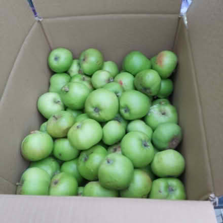 Photo of free Bramley cooking apples (Blackhall EH4) #1