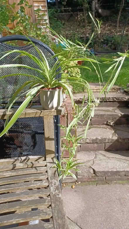 Photo of free Spider plant...with another plant in the soil.... (South Croydon CR2) #1