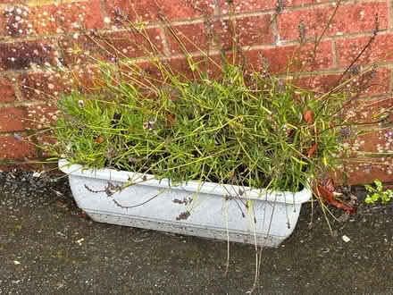 Photo of free Three lavender plants (Mochdre SY16) #1