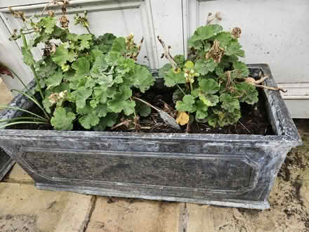 Photo of free Garden planters (World's End SW10) #2