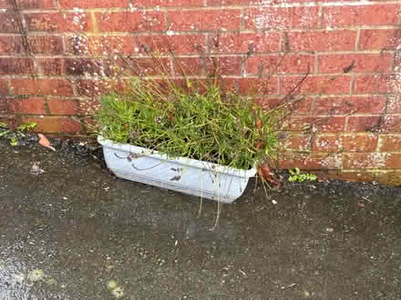 Photo of free Three lavender plants (Mochdre SY16) #2