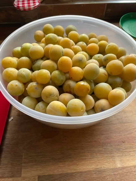 Photo of free Yellow plum - 3kg (SG1 old town) #1
