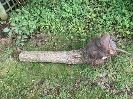 Photo of free Logs from a Pear tree (Ipswich IP3) #2