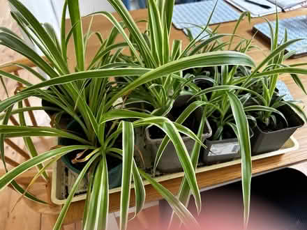 Photo of free Plants (Law DD3) #1