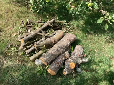 Photo of free Logs from a Pear tree (Ipswich IP3) #1