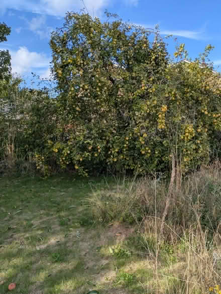 Photo of free Quince Fruit ,- for picking (Wheathampstead AL4) #1