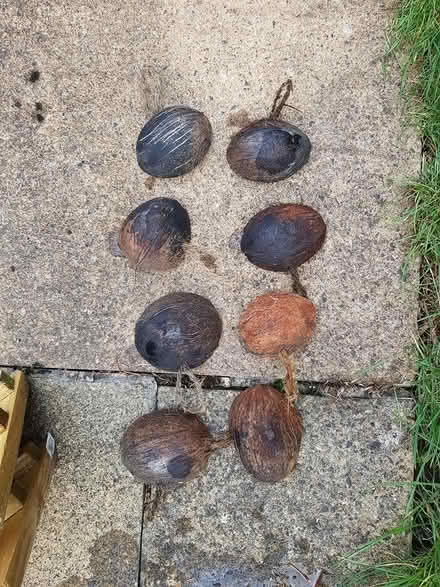 Photo of free Coconut Shells (North Abingdon, OX14) #2