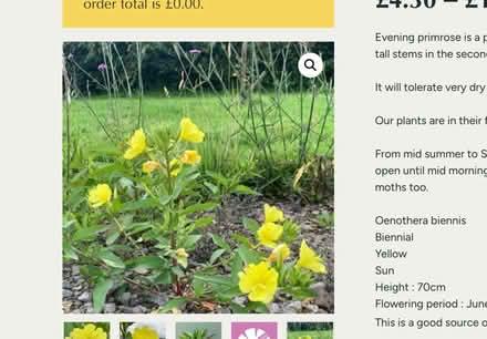Photo of free Evening primrose (Worlds End Burgess Hill) #1