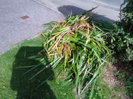 Photo of free Lillies (Farmoor OX2) #1