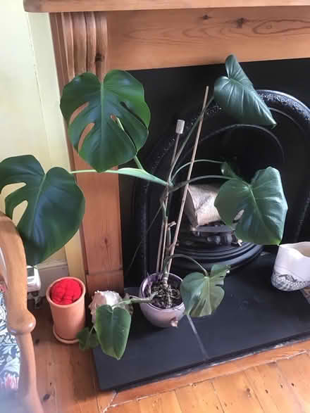 Photo of free Swiss cheese plant (Wescott RG40) #1