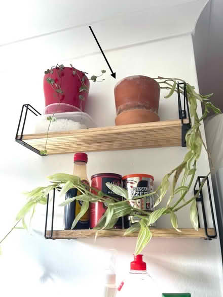 Photo of free Plant In pot (Littlemore OX4) #1