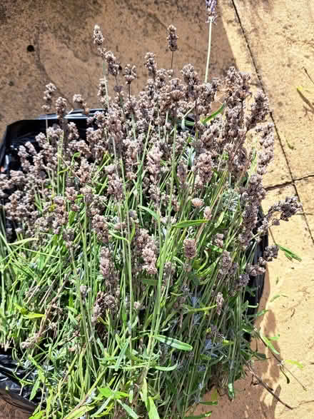 Photo of free Lavender (Gadebridge HP1) #2