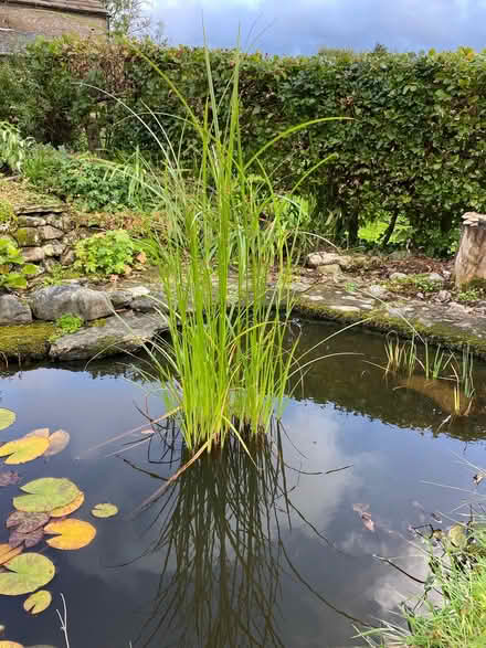 Photo of free Plants for pond or marginals (Sedbergh LA10) #2