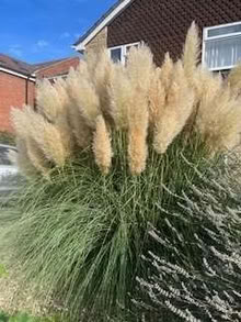 Photo of free Pampas grass fronds (Caldecott OX14) #1
