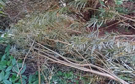 Photo of free willow whips fresh (Southport PR9) #2