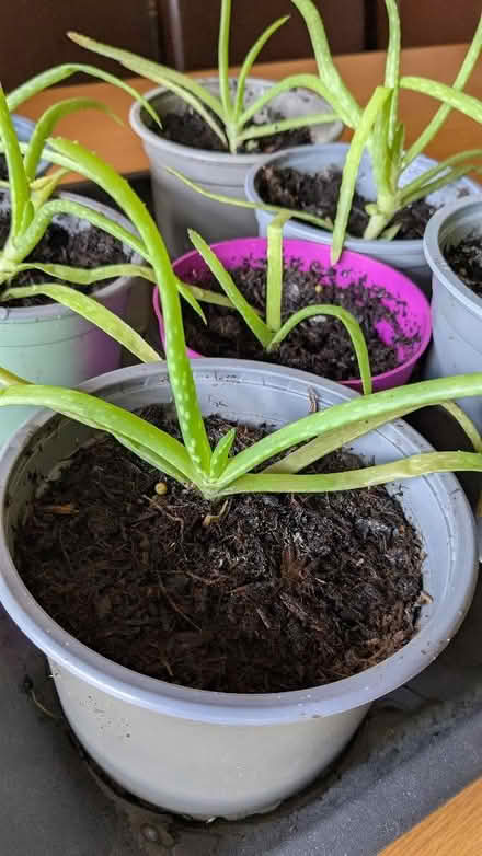 Photo of free Aloe Vera plants (Caldy Valley CH3) #2