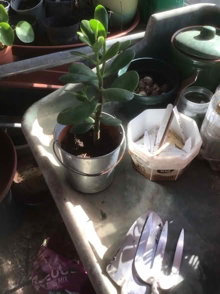 Photo of free Money plants (jade) (Wescott RG40) #3